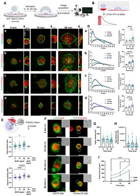 B cell mechanosensing regulates ER remodeling at the immune synapse